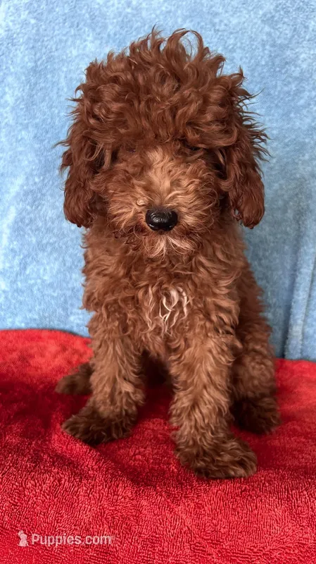 Rocco  – Goldendoodle puppy for sale in Jurupa Valley, CA