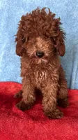 Rocco , a male Goldendoodle for sale in Jurupa Valley, CA – Photo 1 of 3