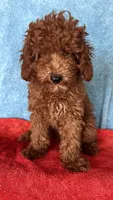 Rocco , a male Goldendoodle for sale in Jurupa Valley, CA – Photo 2 of 3