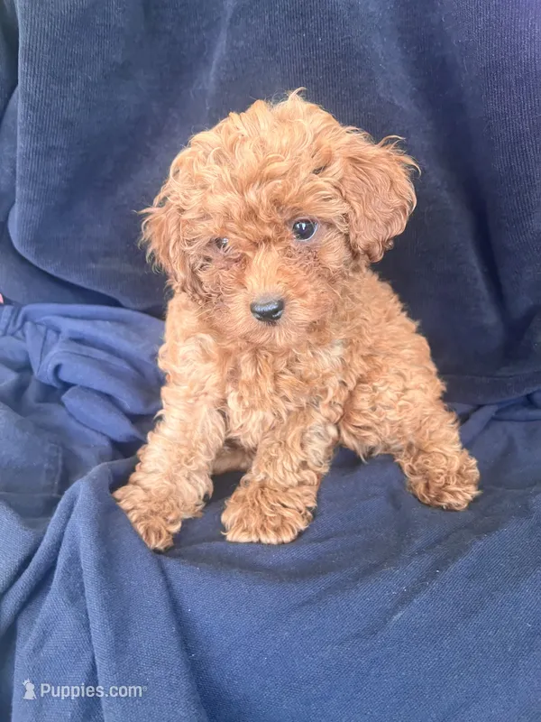 Bebe  – Goldendoodle puppy for sale in Jurupa Valley, CA
