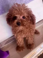 Dora tiny , a female Goldendoodle for sale in Jurupa Valley, CA – 2 of 2