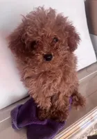 Julio , a male Goldendoodle for sale in Jurupa Valley, CA – 2 of 3