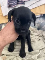 Dolly , a female French Bulldog and Poodle - Toy  for sale in Jurupa Valley, CA – 3 of 3