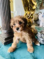 Gia, a female Yorkipoo for sale in Jurupa Valley, CA – 2 of 3