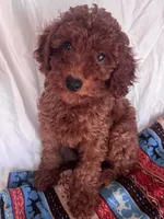 Leo , a female Goldendoodle for sale in Jurupa Valley, CA – 2 of 3