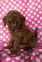 Lia , a female Goldendoodle for sale in Jurupa Valley, CA – 2 of 2