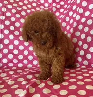 Luna , a female Goldendoodle for sale in Jurupa Valley, CA – 2 of 3