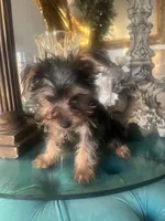 Lala, a female Yorkshire Terrier for sale in Jurupa Valley, CA – 3 of 4