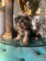 GIGO, a male Yorkshire Terrier for sale in Jurupa Valley, CA – 3 of 3