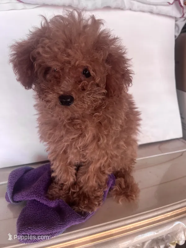 Julio  – Goldendoodle puppy for sale in Jurupa Valley, CA