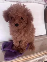 Julio , a male Goldendoodle for sale in Jurupa Valley, CA – 1 of 3