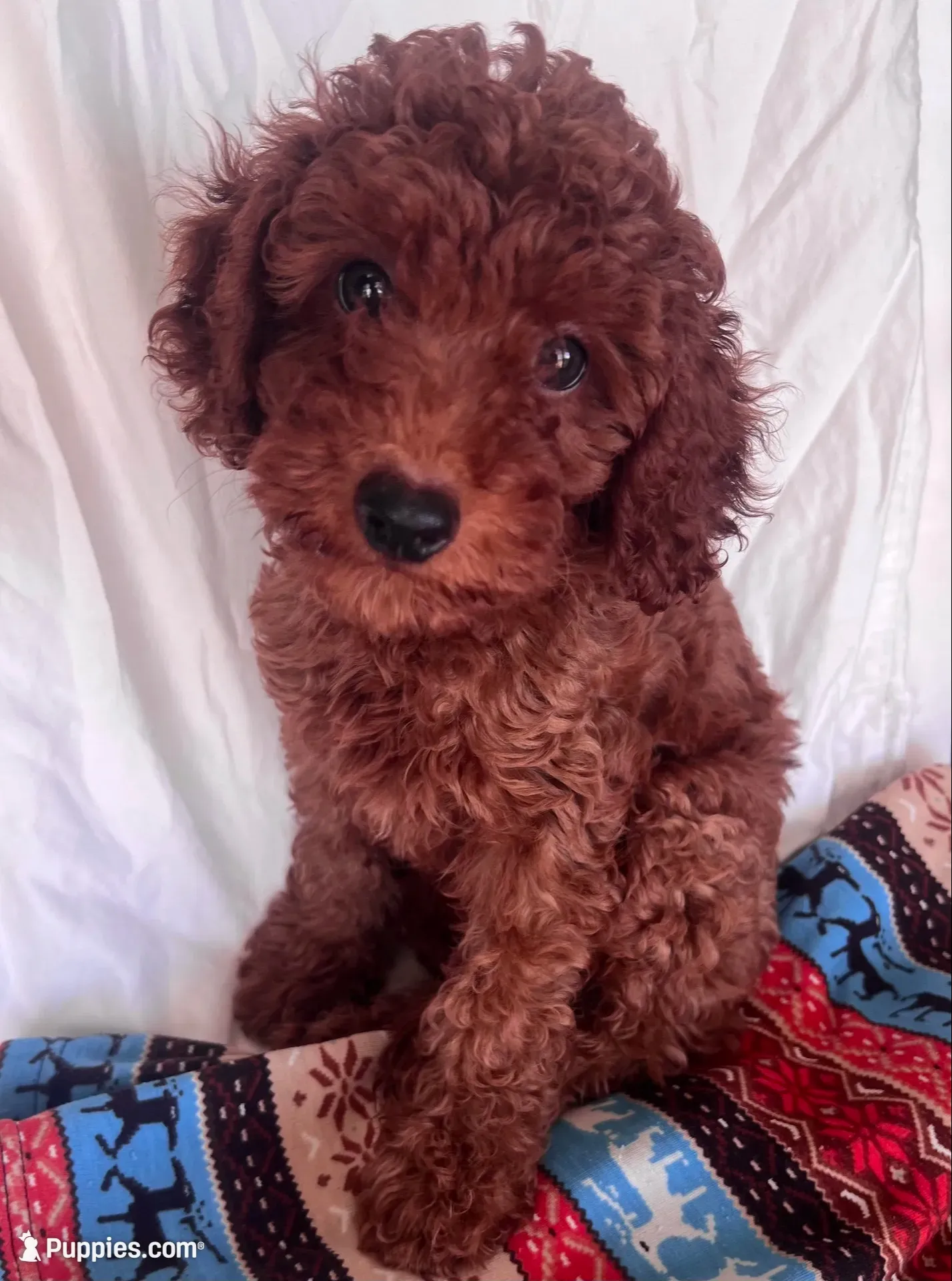 Leo , a female Goldendoodle for sale in Jurupa Valley, CA – 1 of 3