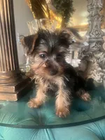 Lala, a female Yorkshire Terrier for sale in Jurupa Valley, CA – 2 of 4