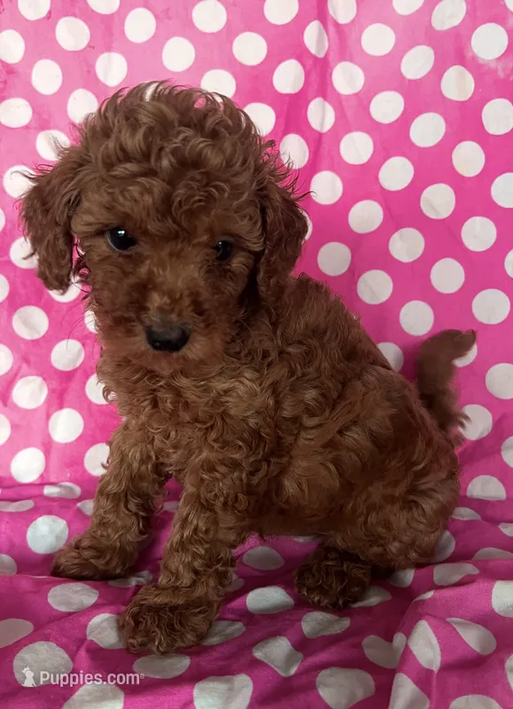 Lia  – Goldendoodle puppy for sale in Jurupa Valley, CA