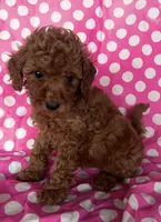 Lia , a female Goldendoodle for sale in Jurupa Valley, CA – 1 of 2