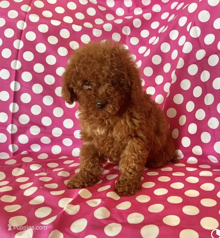 Luna  – Goldendoodle puppy for sale in Jurupa Valley, CA