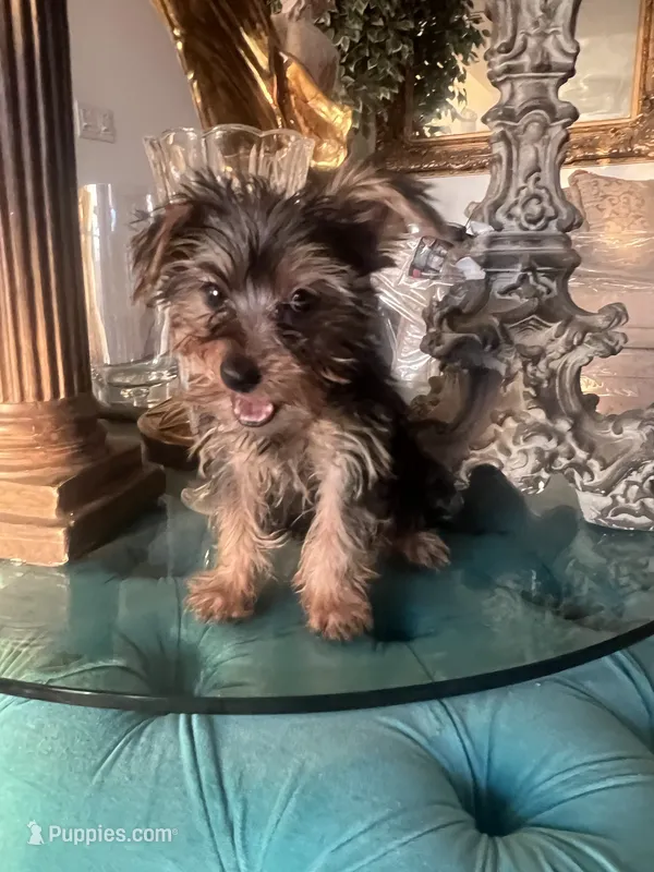 GIGO – Yorkshire Terrier puppy for sale in Jurupa Valley, CA