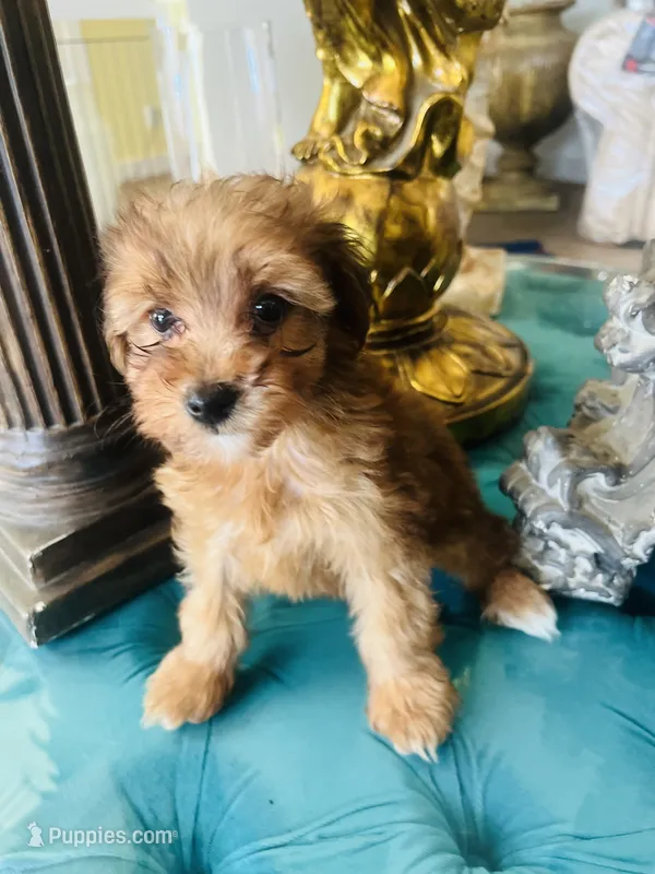 Gia – Yorkipoo puppy for sale in Jurupa Valley, CA