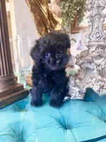MIMI, a female Yorkipoo for sale in Jurupa Valley, CA – 1 of 2