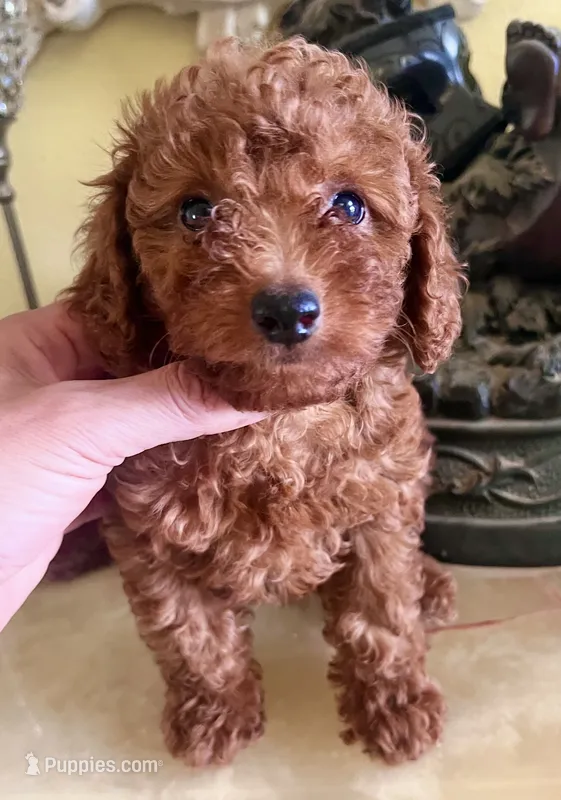 Rocco  – Goldendoodle puppy for sale in Jurupa Valley, CA