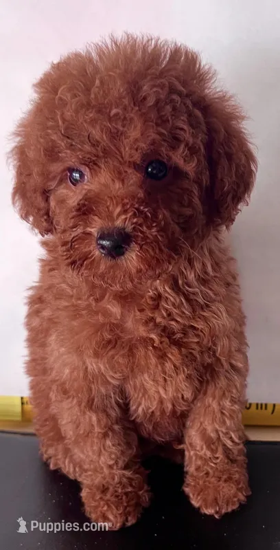 Bebe  – Goldendoodle puppy for sale in Jurupa Valley, CA