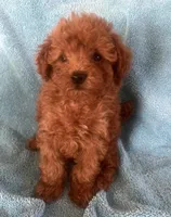 Yosi, a male Goldendoodle for sale in Jurupa Valley, CA – Photo 2 of 3