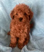 Yosi, a male Goldendoodle for sale in Jurupa Valley, CA – Photo 1 of 3