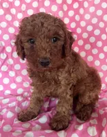 Gio, a male Goldendoodle for sale in Jurupa Valley, CA – 2 of 3