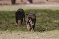 Frappe, a female German Shepherd Dog for sale in Yelm, WA – Photo 7 of 7