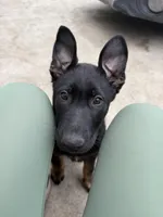 Frappe, a female German Shepherd Dog for sale in Yelm, WA – Photo 3 of 7