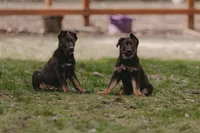 Frappe, a female German Shepherd Dog for sale in Yelm, WA – Photo 5 of 7