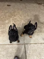 Frappe, a female German Shepherd Dog for sale in Yelm, WA – Photo 4 of 7