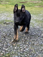 Frappe, a female German Shepherd Dog for sale in Yelm, WA – Photo 2 of 7