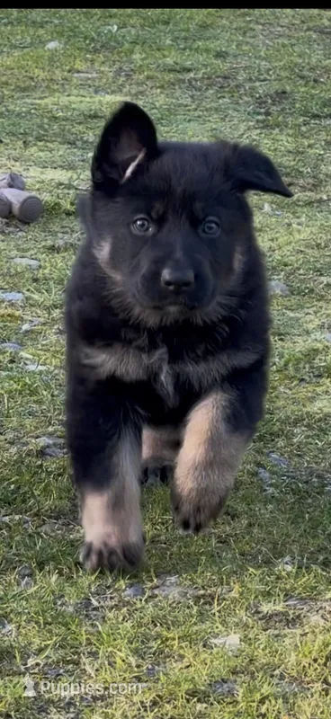 Java, a female German Shepherd Dog for sale in Yelm, WA – Photo 1 of 7