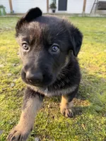 Java, a female German Shepherd Dog for sale in Yelm, WA – Photo 4 of 7