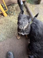 Java, a female German Shepherd Dog for sale in Yelm, WA – Photo 6 of 7