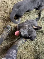 Java, a female German Shepherd Dog for sale in Yelm, WA – Photo 7 of 7