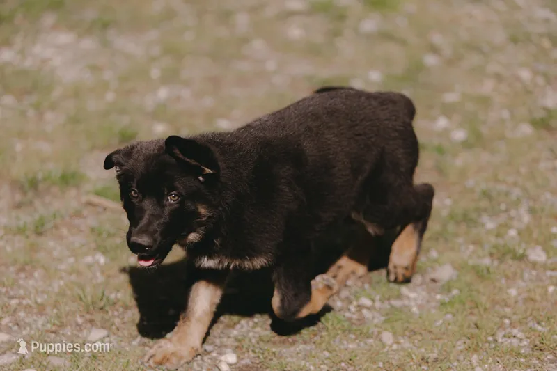 Java – German Shepherd Dog puppy for sale in Yelm, WA
