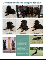 Java, a female German Shepherd Dog for sale in Yelm, WA – Photo 2 of 7