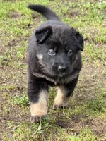 Java, a female German Shepherd Dog for sale in Yelm, WA – Photo 5 of 7
