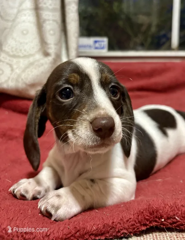 Skye, a female Miniature Dachshund for sale in Aiken, SC – Photo 1 of 2