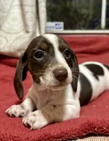 Skye, a female Miniature Dachshund for sale in Aiken, SC – Photo 1 of 2