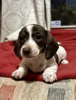 Skye, a female Miniature Dachshund for sale in Aiken, SC – Photo 2 of 2