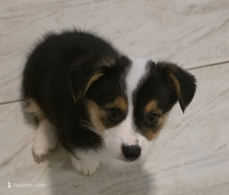 Doc – Pembroke Welsh Corgi puppy for sale in Red Bluff, CA