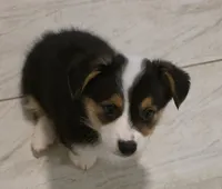 Doc, a male Pembroke Welsh Corgi for sale in Red Bluff, CA – 1 of 1