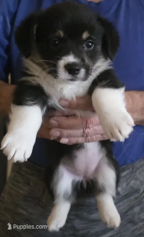Arrow – Pembroke Welsh Corgi puppy for sale in Red Bluff, CA
