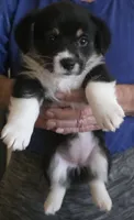 Arrow, a female Pembroke Welsh Corgi for sale in Red Bluff, CA – 1 of 1