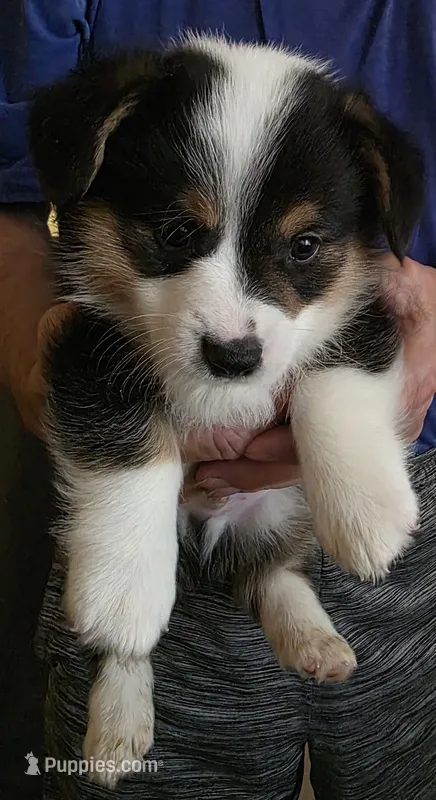 Boss – Pembroke Welsh Corgi puppy for sale in Red Bluff, CA
