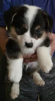 Boss, a male Pembroke Welsh Corgi for sale in Red Bluff, CA – 1 of 2