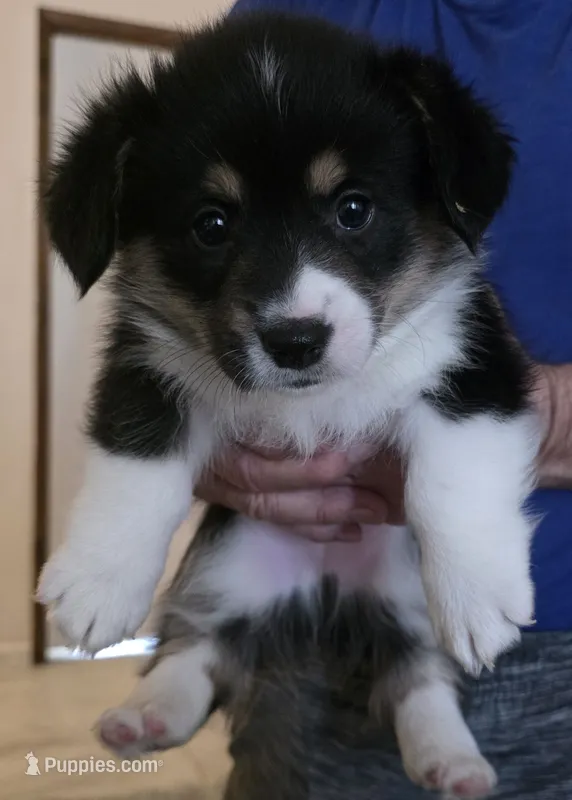 Daisy – Pembroke Welsh Corgi puppy for sale in Red Bluff, CA